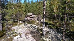 Kivi